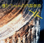 タヒボの断面