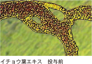 毛細血管の血液改善効果イメージ(02)