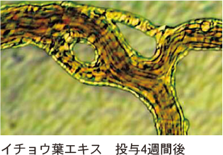 毛細血管の血液改善効果イメージ(03)
