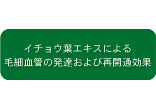 毛細血管の毛細血管の発達および再開通効果イメージ(01)