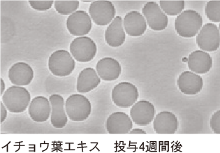 毛細血管の毛細血管の発達および再開通効果イメージ(03)