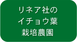 リネア社のイチョウ葉栽培農園イメージ（０１）